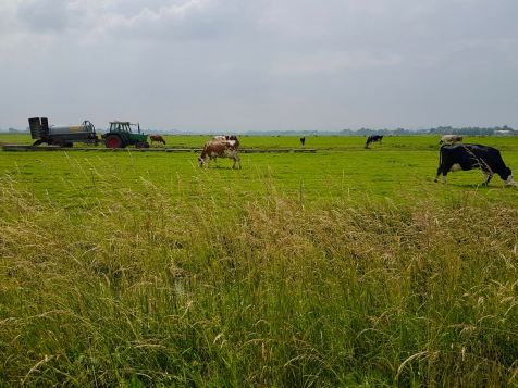 Passing cattle farms on the polders on Fietspad 90